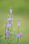 Hoary Vervain Wildflower - Verbena stricta