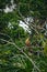 Hoatzin bird in amazon rainforest, Yasuni National