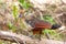 Hoatzin Bird in Bolivia