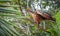 A Hoatzin bird`Stinky Turkey` perched in a tree in the rainforest jungle in South America