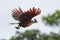 Hoatzin flying - Opisthocomus hoazin - in Cuyabeno Wildlife Reserve - Amazonia, Ecuador