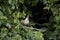 Hoatzin, opisthocomus hoazin, Adult perched in Tree, Manu Reserve in Peru