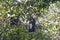 Hoatzin, opisthocomus hoazin, Adults perched in Tree, Los Lianos in Venezuela