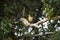 Hoatzin, opisthocomus hoazin, Adults perched in Tree, Los Lianos in Venezuela