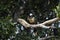 Hoatzin, opisthocomus hoazin, Adults perched in Tree, Los Lianos in Venezuela