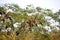 Hoatzin, opisthocomus hoazin, Adults perched in Tree, Los Lianos in Venezuela