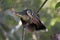 Hoatzin Opisthocomus hoazin on a branch, La Selva Jungle Eco Lodge, Amazon Basin