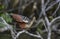 Hoatzin Opisthocomus hoazin on a branch over Lake Garzacocha, La Selva Jungle Eco Lodge, Amazon Basin
