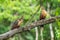 Hoatzin Opisthocomus hoazin with crest raised in the Amazon rainforest