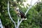 Hoatzin, opisthocomus hoazin, Los Lianos in Venezuela