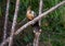 Hoatzin or Stinky Turkey