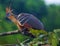 Hoatzin or Stinky Turkey