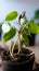 Hobbies in soil Domestic plant stalk with roots, potted soil