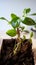 Hobbies in soil Domestic plant stalk with roots, potted soil