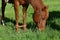 Hobbled horse grazing in pasture