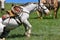 A hobbled horse stands up in a roundup and branding