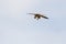 Hobby falcon Falco subbuteo feeding, eating dragonfly