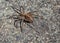 Hobo Spider on concrete