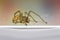 Hobo spider with water droplets