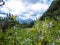 Hochschwab - Alpine meadows in spring