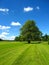 Hoddom Castle Golf Course with Old Linden Tree, Dumfries and Galloway, Scotland, Great Britain