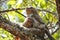 Hodgson`s frogmouth Batrachostomus hodgsoni Baby Birds in Nest