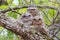 Hodgson\'s frogmouth Batrachostomus hodgsoni Male Babys in Nest