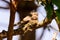 Hodgson\\\'s Frogmouth Bird or Batrachostomus hodgsoni incubates juveniles in the nest on the tree