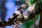 Hodgson\\\'s Frogmouth Bird or Batrachostomus hodgsoni incubates juveniles in the nest on the tree