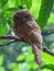 Hodgson& x27;s frogmouth - Indian birds