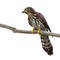 Hodgson\'s Hawk Cuckoo Bird