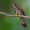 Hodgson\'s Hawk Cuckoo Bird