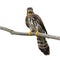 Hodgson\'s Hawk Cuckoo Bird