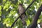 Hodgson`s Hawk Cuckoo Hierococcyx nisicolor Beautiful Birds of Thailand