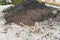 A hoe and soil fertile ground surface. Close up of natural pattern texture background. Top view of organic dirt in garden