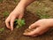 Hoeing carrot sprouts