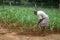 Hoeing in the corn plot