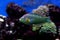 Hoeven`s Wrasse - Halichoeres melanurus