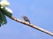 Hoffman`s Woodpecker beautiful bird of Costa Rica, jungle avian