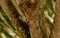 Hoffman`s woodpecker. Bird perched on branch.