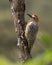 Hoffman\'s Woodpecker Male