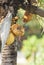 Hoffman`s Woodpecker Sitting in a Coconut Palm