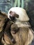 Hoffmann`s Two-toed Sloth with baby. Choloepus hoffmannii