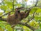 Hoffmann`s two-toed sloth chews on a leave as it hangs from a branch