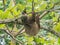 Hoffmann`s two-toed sloth hanging and eating leaves