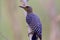 Hoffmann\\\'s Woodpecker Female 841143