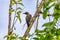 Hoffmann\\\'s woodpecker, Melanerpes hoffmannii. Curu Wildlife Reserve, Wildlife and birdwatching in Costa Rica