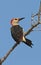 Hoffmann-specht, Golden-fronted Woodpecker, Melanerpes aurifrons