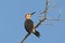 Hoffmann-specht, Golden-fronted Woodpecker, Melanerpes aurifrons