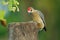 Hoffmanns Woodpecker - Melanerpes hoffmannii resident breeding bird from southern Honduras south to Costa Rica. It is a common